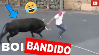 Videos engraados BOI BANDIDO