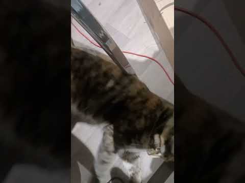 Voodoo cat #baby #ragdolls #furry #crazycat crazycat