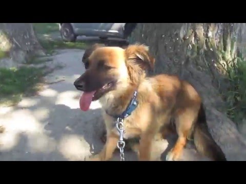 Hundegarten Serres e.V. - Cederica