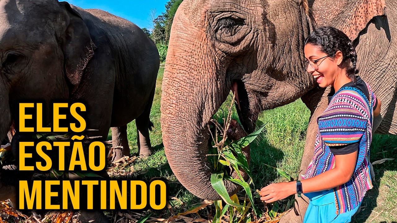 REVELANDO A REALIDADE DOS SANTUÁRIOS DE ELEFANTES NA TAILÂNDIA
