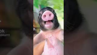 笑うブタ　#tiktok