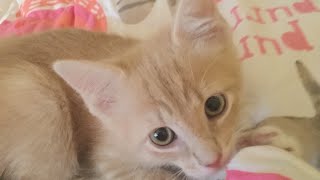 ADORABLE kitten video!!