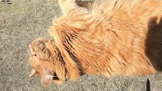 Custard is a Big Girl!