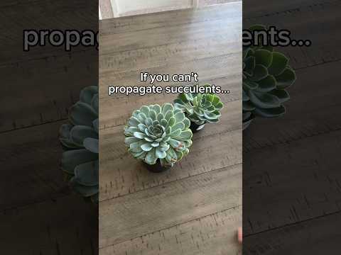 Watch this if you struggle with succulent propagation #succulentpropagation #succulents