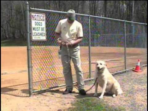 download lagu mp3 mp4 Ultimate Dog Leash, download lagu Ultimate Dog Leash gratis, unduh video klip Ultimate Dog Leash