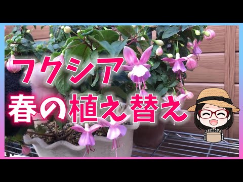 園芸 鉢植えのフクシアを越冬させる方法は?