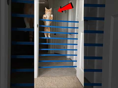 Cat Longest Jump 🐈🤯 | Unblievable 😳