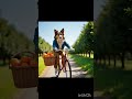 Rugged Dog Attacking The Poor Puppys Orange Videos Shorts Trending Viral Rugged Dog