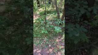Miniaturka - Owczarek kaukaski i zaskroniec #shorts