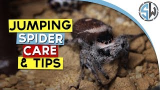 Jumping spider care and tips
