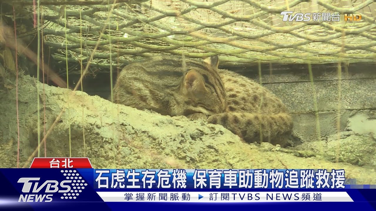 石虎保育添助力 集團捐車支持救傷、教育