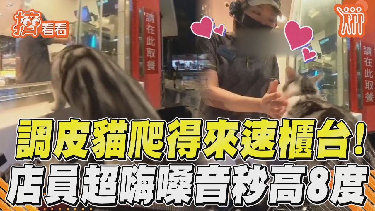 影音／調皮貓爬得來速櫃台！　店員超嗨嗓音秒高8度