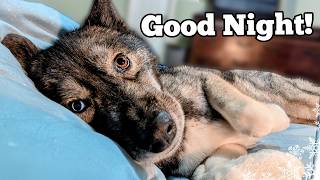 My Dog's Bedtime Routine In the Spring Time!