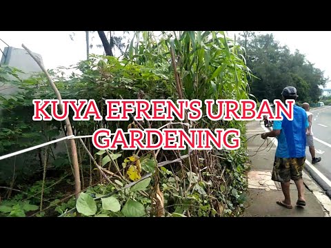 URBAN GARDENING NI KUYA EFREN #anakmagsasakatv #bigaychallenge
