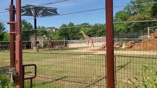 Zoo Animals
