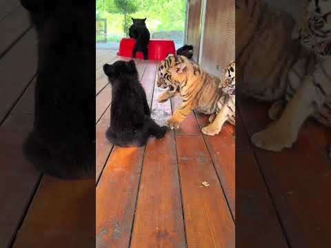 🐯🐯🐯🐻🐻🐻OMG!!!Tiger Cub VS Bear Cub 😱😱😱 #tigercub  #tiger #kitten #foryou #cute #kitty #zoo #adorable