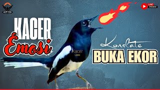 Download lagu 🔴 SUARA BURUNG KACER GACOR NGEPLONG KONSLET ~ PANCINGAN AMPUH AGAR KACER BAHAN CEPAT GACOR EMOSI🔥 mp3