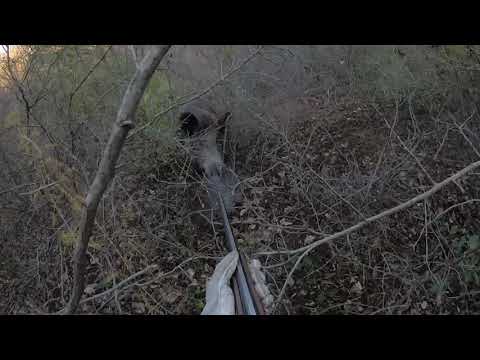 Охота на 300 кг кабана. Первый большой кабан нового сезона. Hunt for 300 kg of wild boar.
