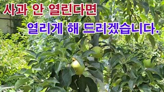 사과 안 열린다면 열리게 해 드리겠습니다.(사과 재배, 텃밭 사과, 사과나무 재배, 사과나무 심기, 사과가 …