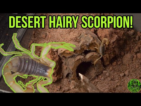 Škorpión púštny (Hadrurus arizonensis) — prelož do nového terária a substrát na hrabanie