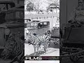 Here's Why Zebras Have Never Been Domesticated @filmsprismdc