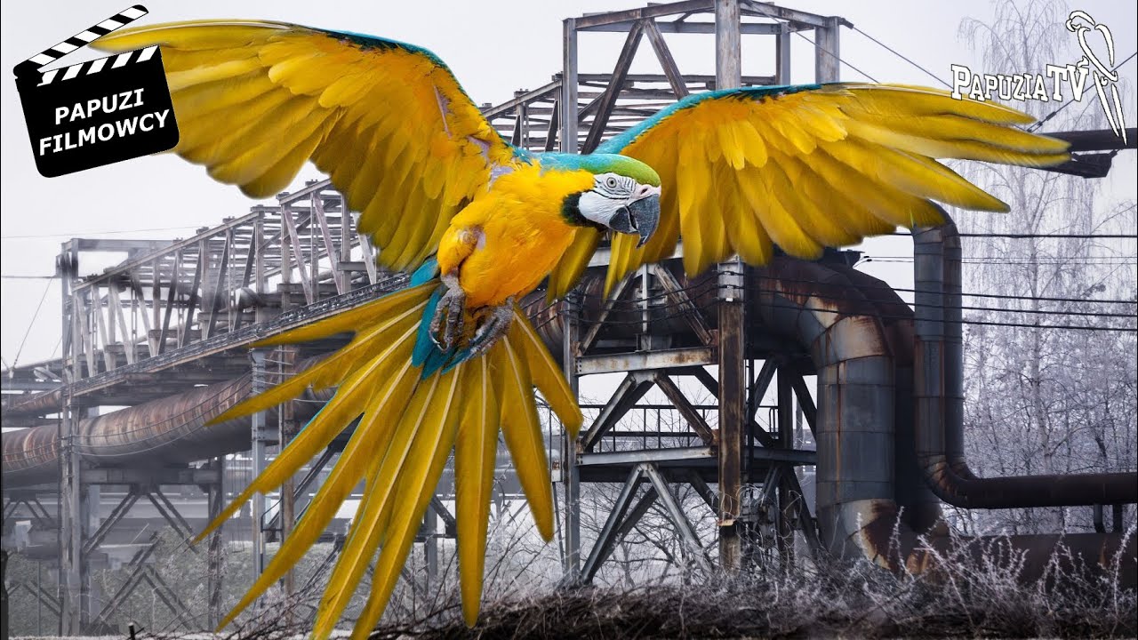 Walking Parrots in a Variety of Landscapes