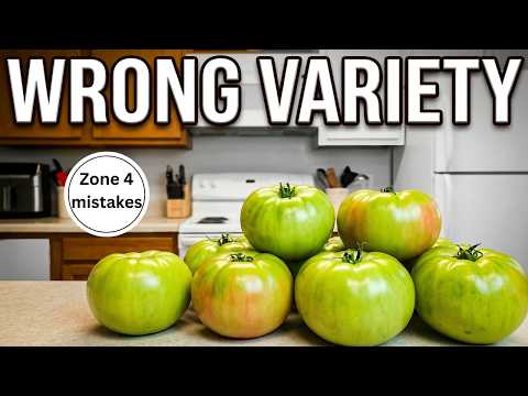 Why Most Zone 4 Gardeners Fail at Tomatoes (Do This Instead)