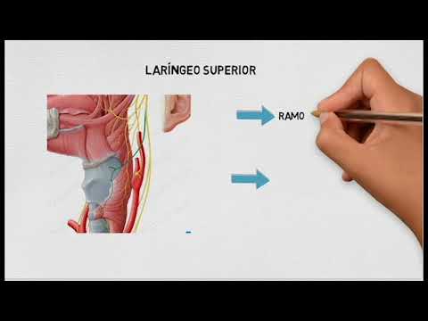 Anatomia e fisiologia da fonação