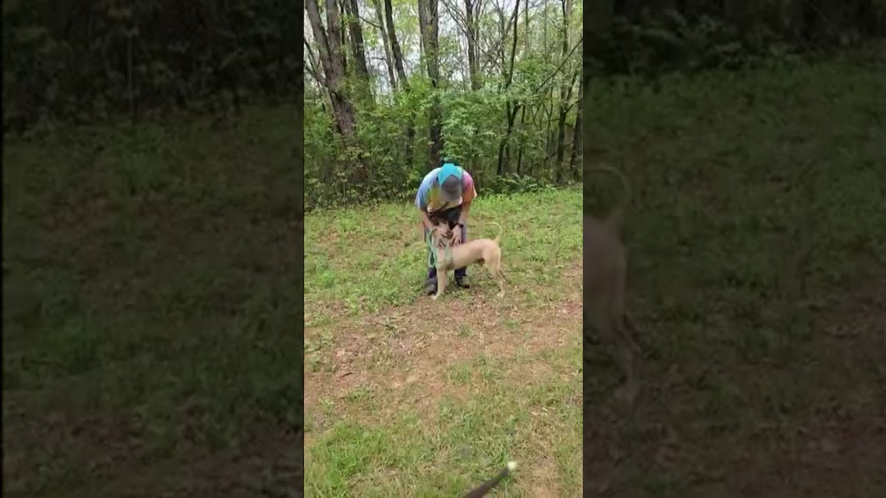 Enlarge Samwise, a Adoptable Mixed Breed in Chattanooga, TN video 6/6