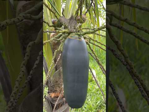 What’s Inside This Long Black Coconut?#coconut #cuttingskills #asmr