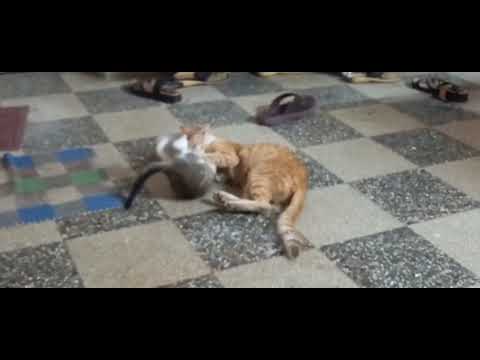 MOM CATS AND KITTENS PLAYING | KAMALIKA'S LIFESTYLE | TAMIL