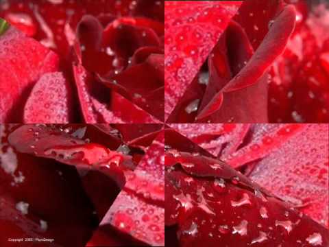 Srebrna krila   Ljubit cu te 8 sati