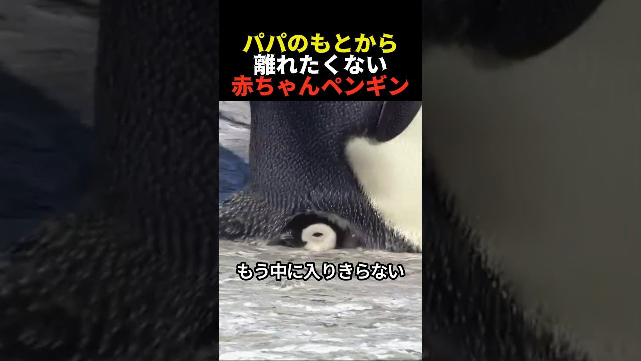 パパのもとから離れたくない赤ちゃんペンギン