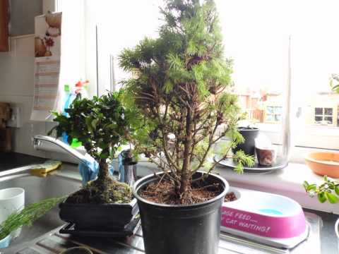 download lagu mp3 mp4 Hollywood Juniper Botanical Name, download lagu Hollywood Juniper Botanical Name gratis, unduh video klip Hollywood Juniper Botanical Name