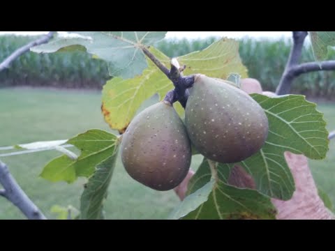 THE NORDLAND FIG VARIETY! A Unique, Tasty, Cultivar!