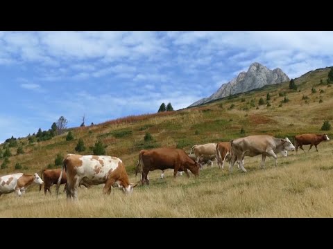 BJESHKËT E DEÇANIT - Reportazh