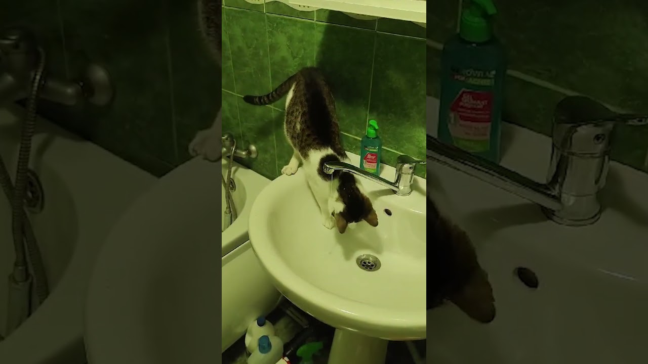 Aqua Cat #cats4life #aquacat #watercat