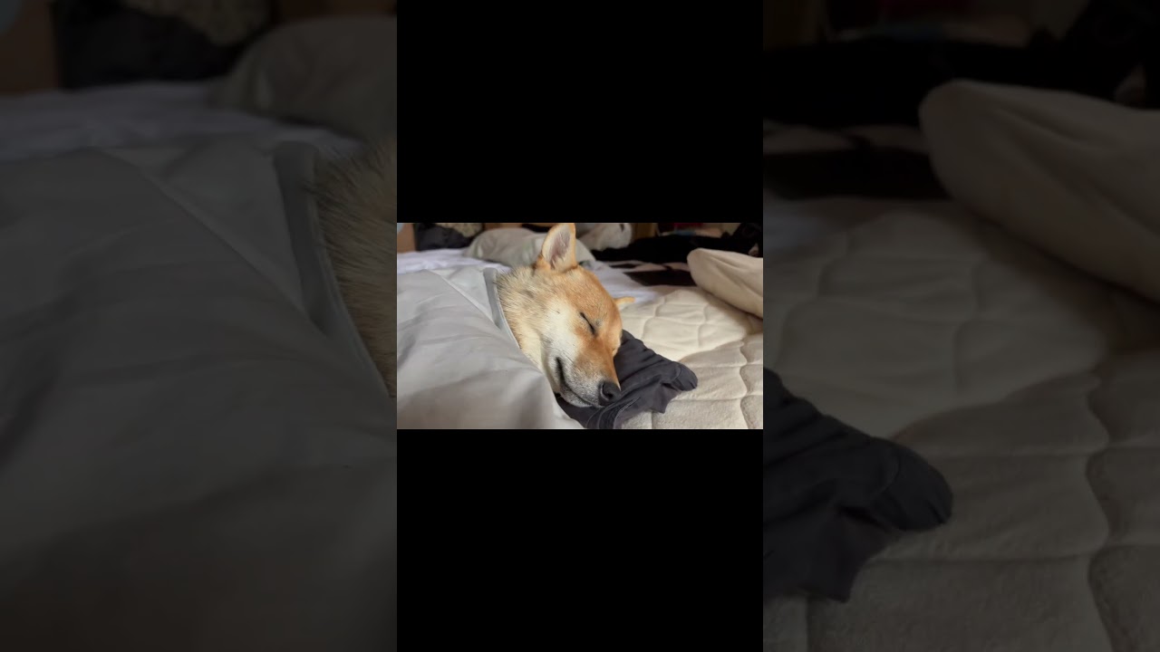 She sleeps like human😂💕🐕