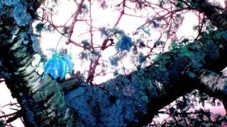 And Also The Trees - The tease the tear