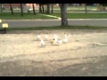 Seagulls Vs Pizza