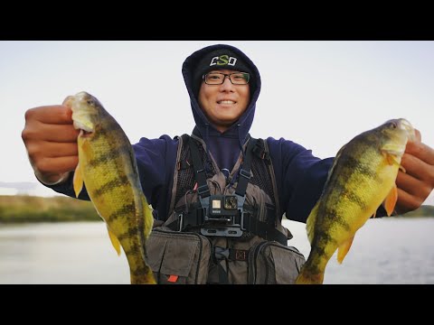 Shore Fishing Yellow Perch on Katepwa