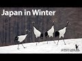 Japans Winter Wildlife
