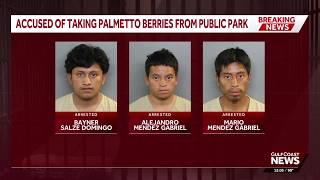FWC officers make guns-drawn arrest of 3 men accused of picking palmetto berries in Charlotte County