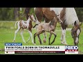 Twin Foals Born In Thomasville