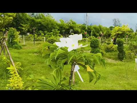 #nature #🫶😋#minivlog #foryoupage 