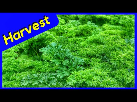 How to Harvest Parsley (The Right Way)