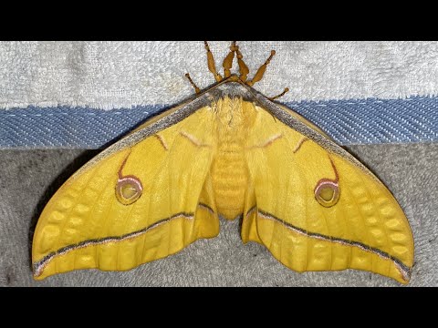 Antheraea Yamamai - Moths eclose from cocoons