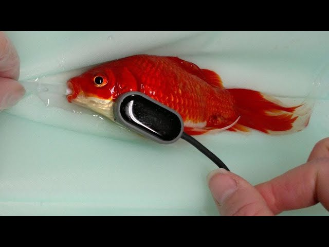 Vanatta の発音の仕方 Howtopronounce Com