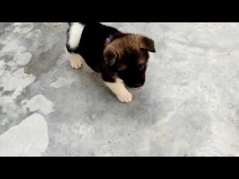 Akita puppies are available for new home | Home Delivery Available on Lockdown