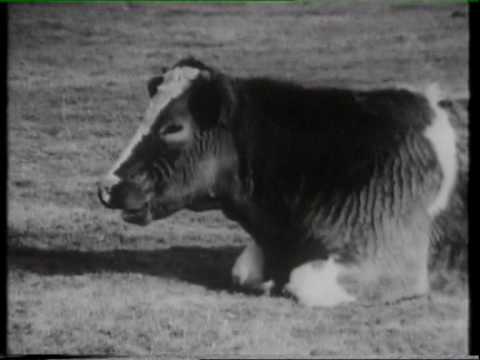 pourquoi la vache rumine t elle